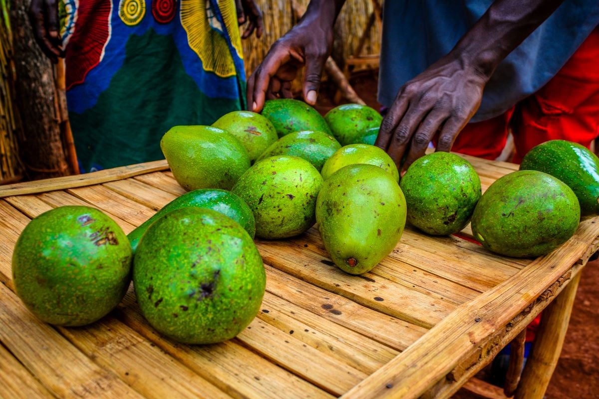 Avocado selling